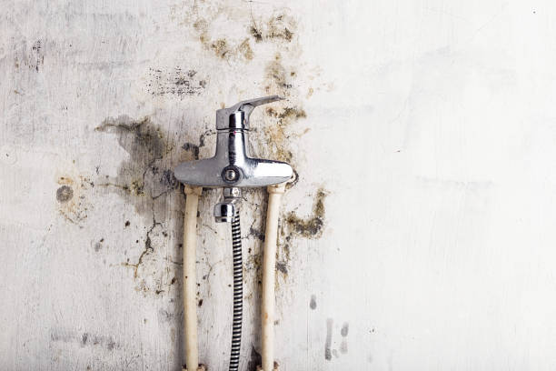 Best Mold Remediation for Schools in Matta, WA