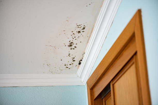 Best Emergency Mold Remediation in Matta, WA