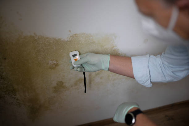 Best Commercial Mold Remediation in Matta, WA