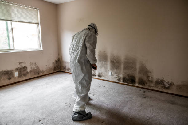 Best Basement Mold Remediation in Matta, WA